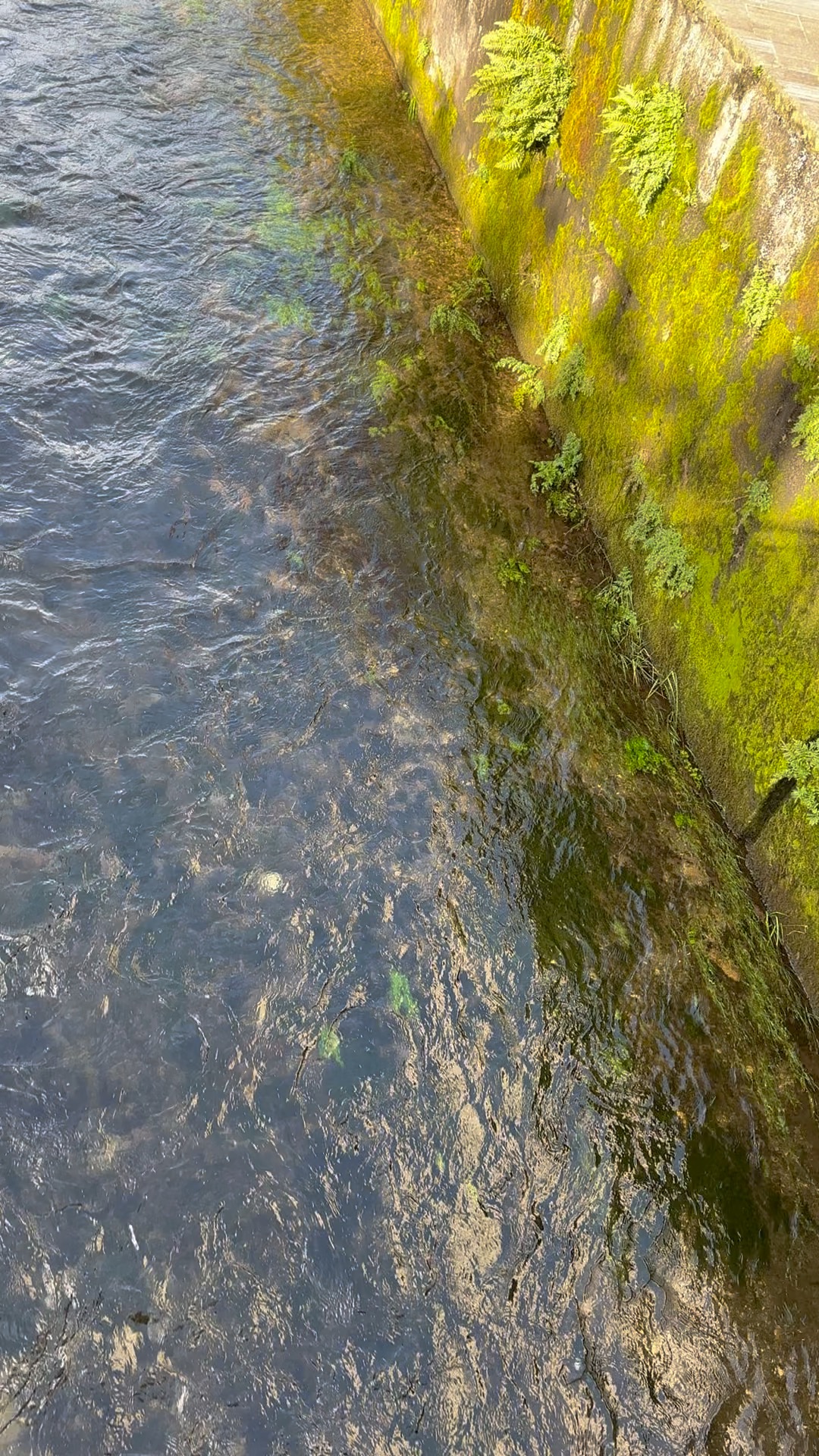 Agua de un río junto a un muro cubierto de musgo