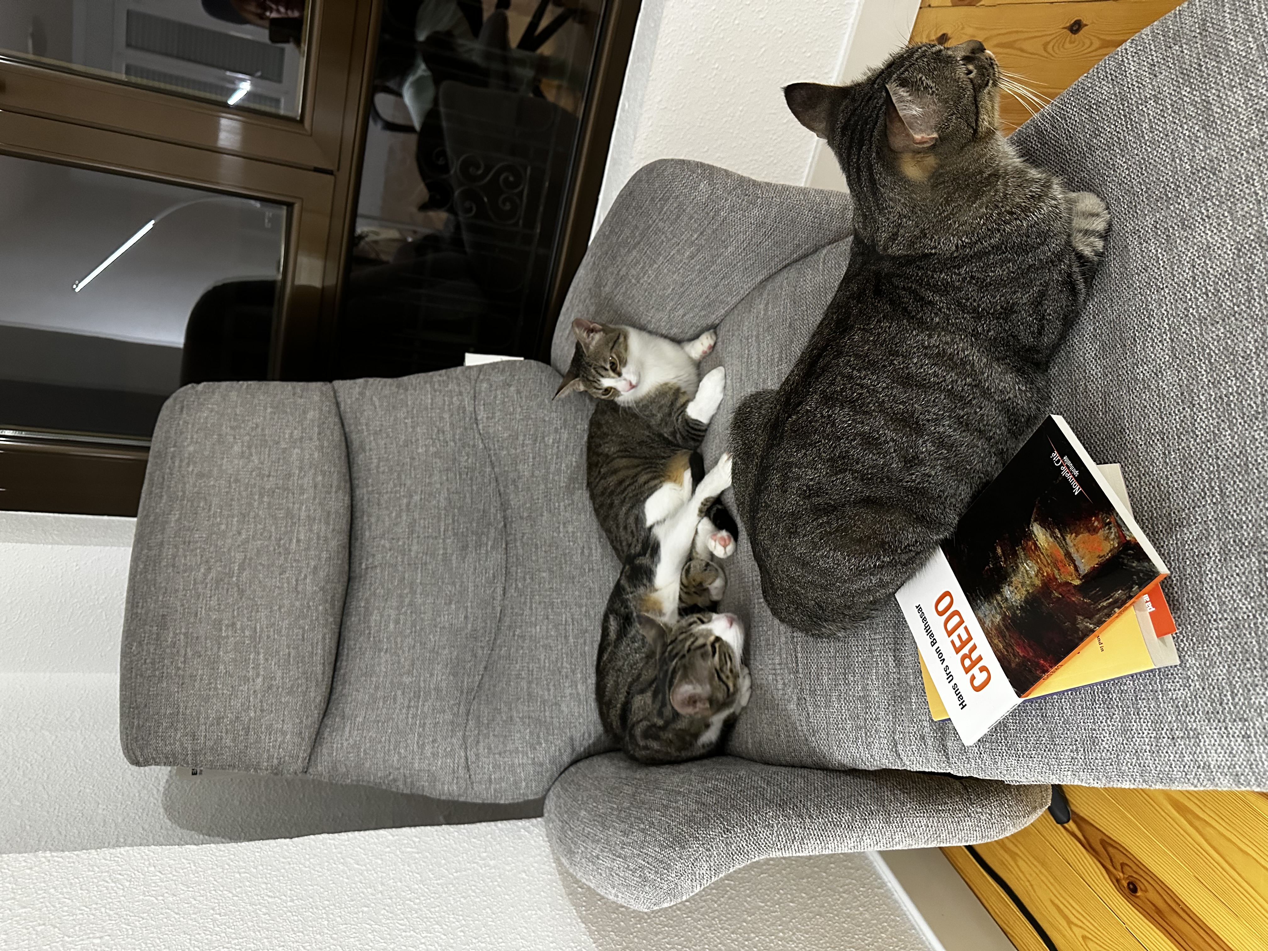 Los tres gatos de Ana descansan en un sillón gris junto a unos libros.