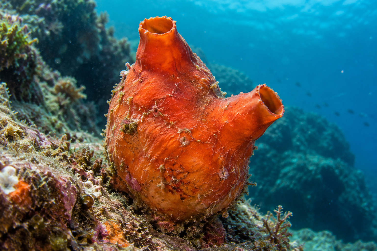Ascidia naranja con dos aberturas tubulares, fijada a una roca bajo el agua azul.